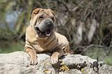 SHAR-PEI 332